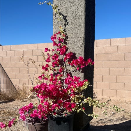 Photo of the plant species Bougainvillea miski by @PermaPixie named Ice Ice Baby on Greg, the plant care app