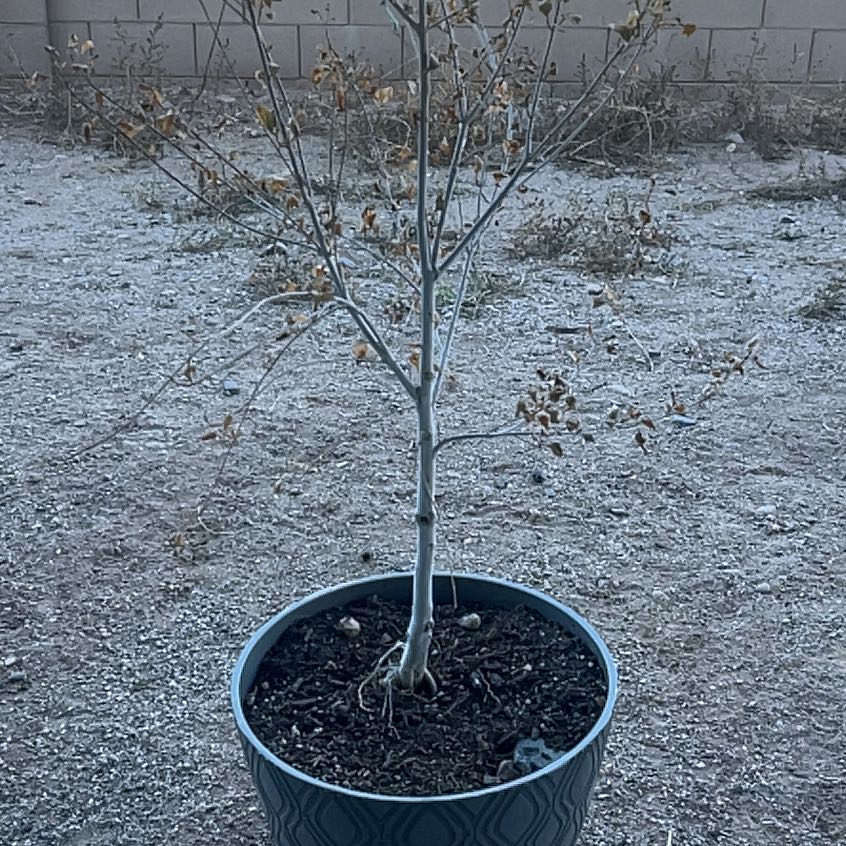 Photo of the plant species Velvet Ash by @PermaPixie named Ash Catchem on Greg, the plant care app