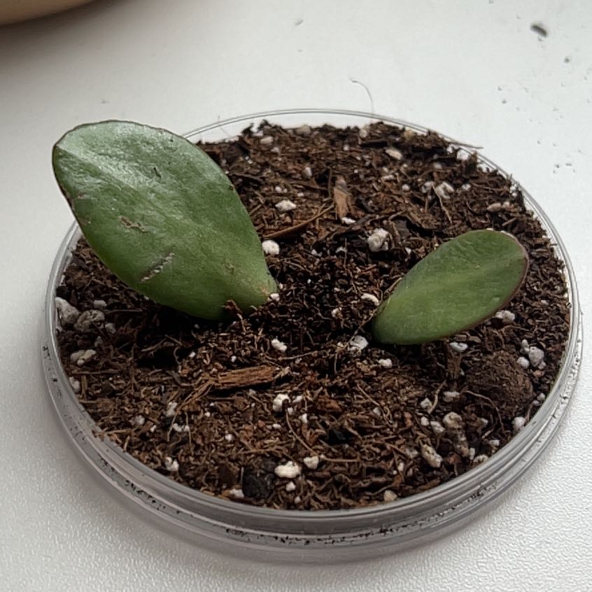 Small jade plant with two leaves in a small container with visible soil.