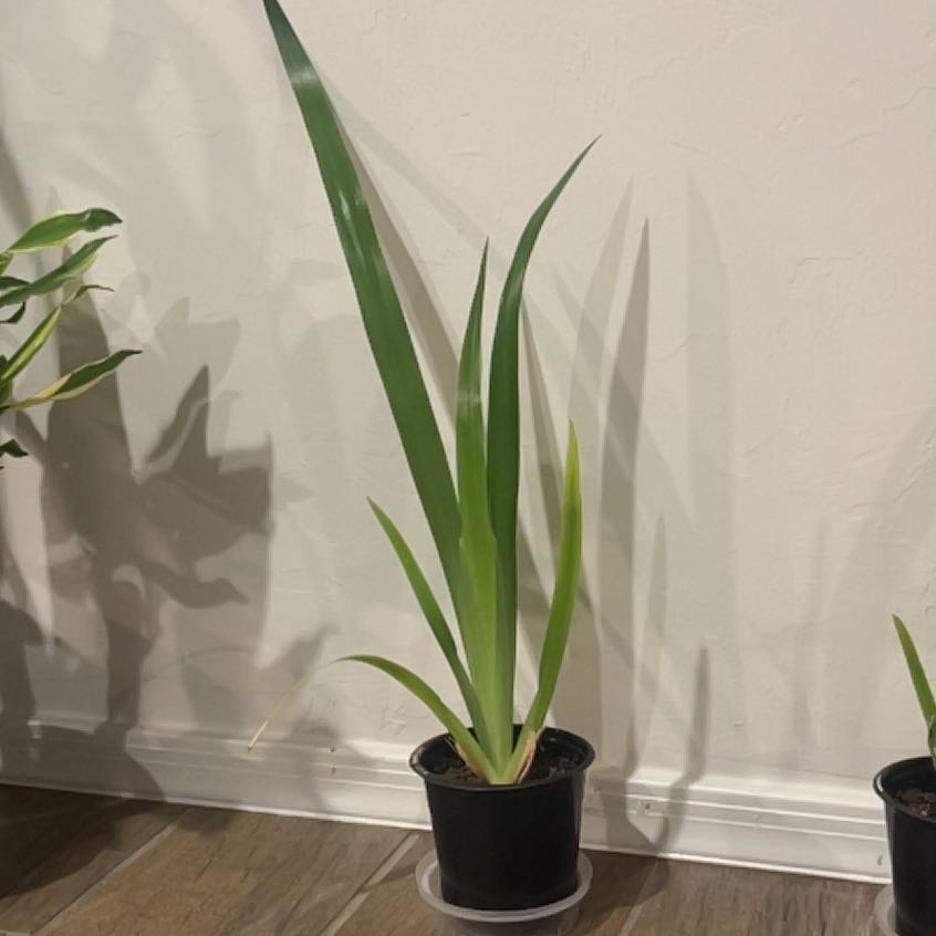 Photo of the plant species Blue Iris by @PermaPixie named Bieber on Greg, the plant care app