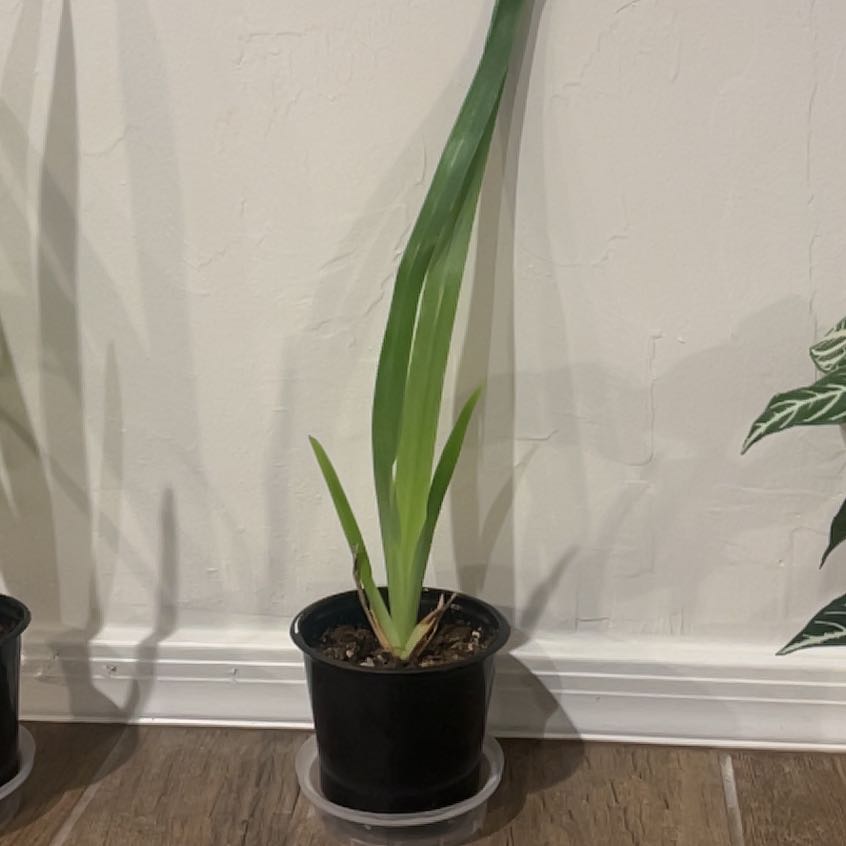 Photo of the plant species Blue Iris by @PermaPixie named Captain Plant-it on Greg, the plant care app