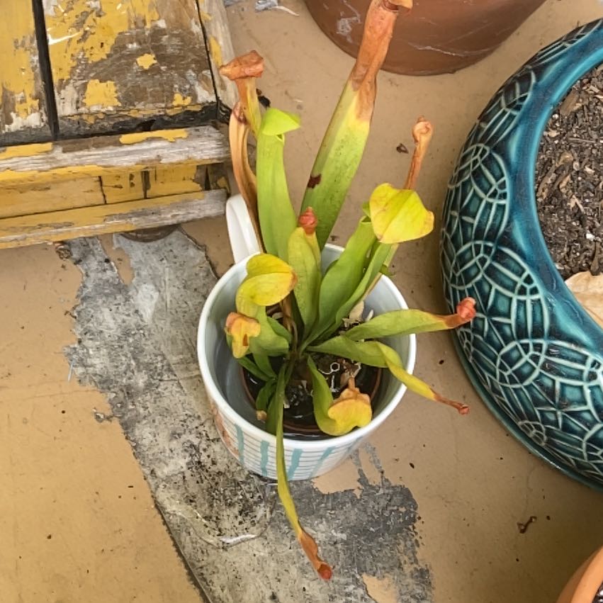 Yellow Pitcher Plant in a small container with some yellowing and browning leaves.