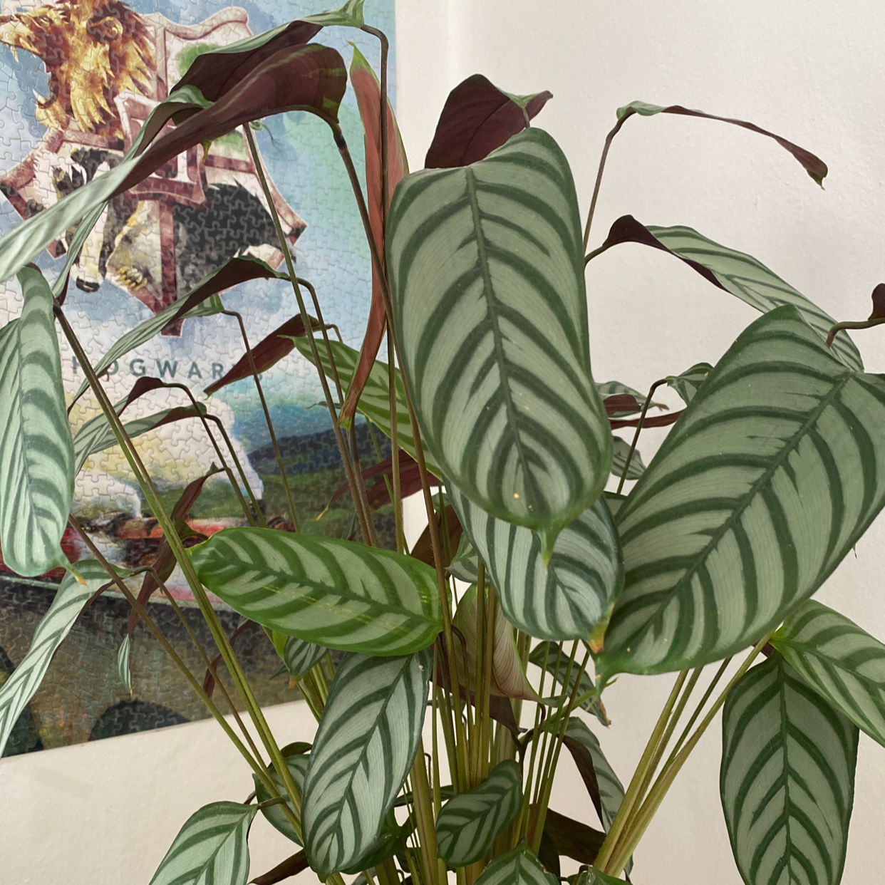 Photo of the plant species Calathea anulque by @PunchyBlue named Treeyoncé on Greg, the plant care app