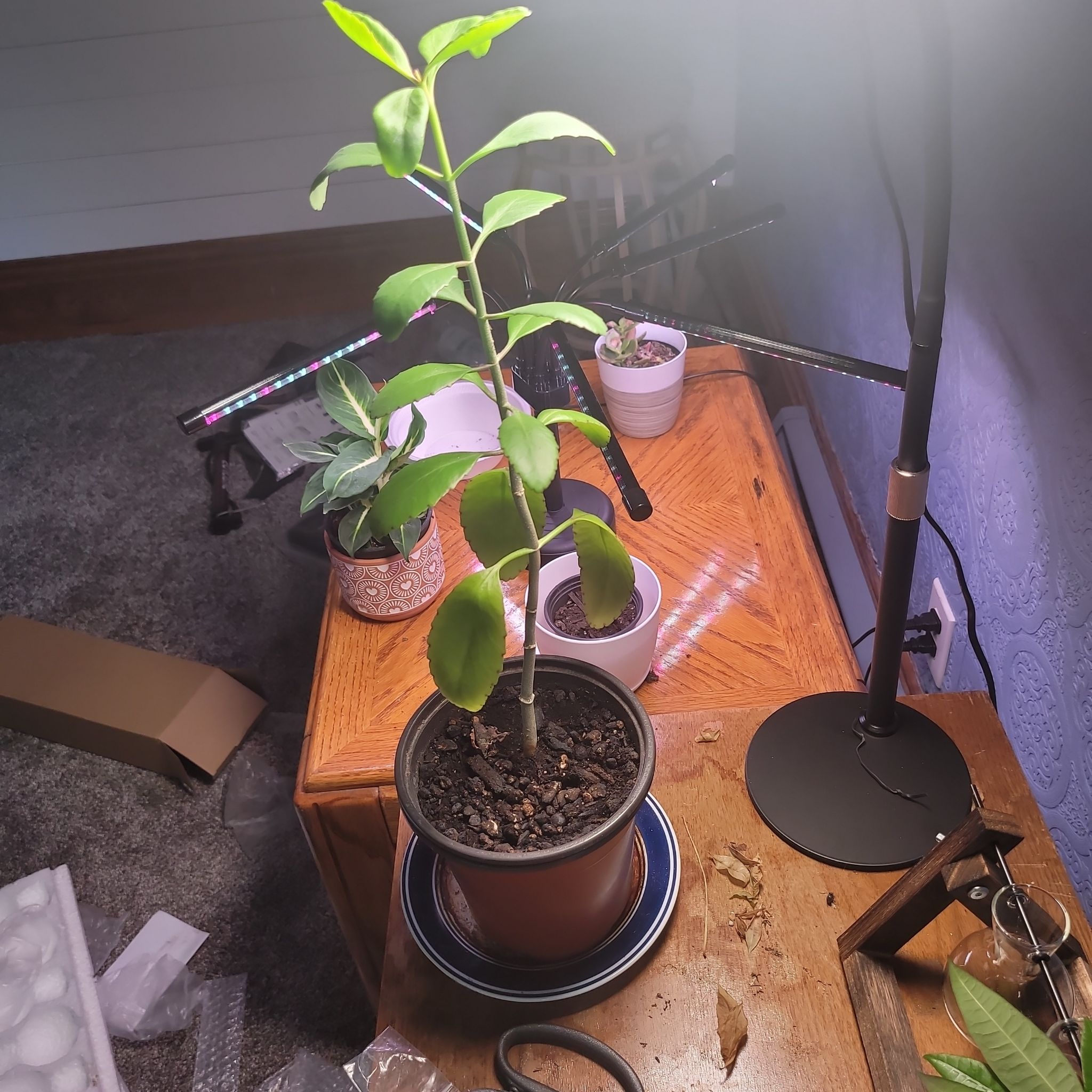 Photo of the plant species Tree-of-Life by @SocialThemiller named Sahara on Greg, the plant care app