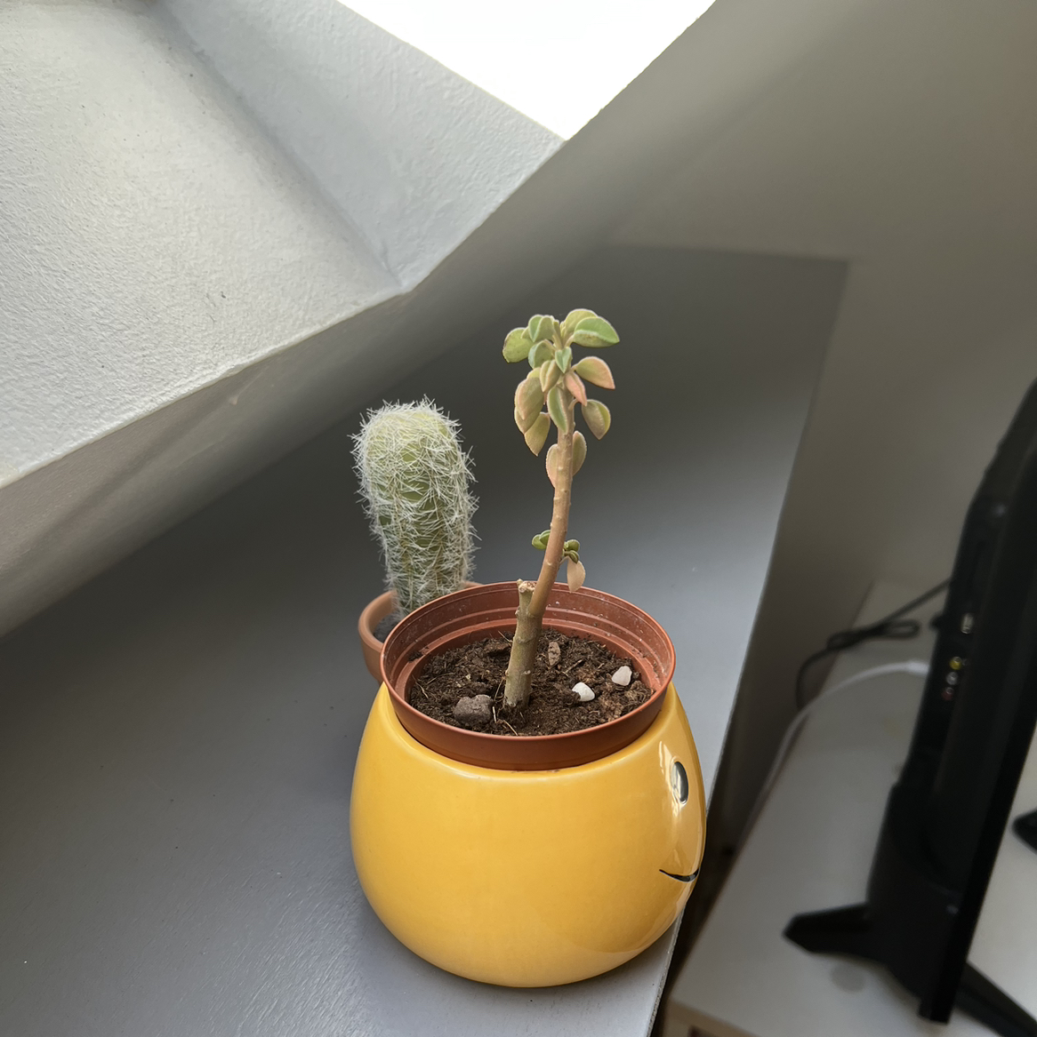 Photo of the plant species Peperomia wolfgang-krahnii by @TopPandaficus named Gwap on Greg, the plant care app