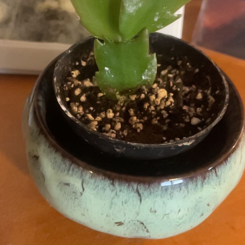 Photo of the plant species False Christmas Cactus by @WholeTitanarum named Robert Plant on Greg, the plant care app