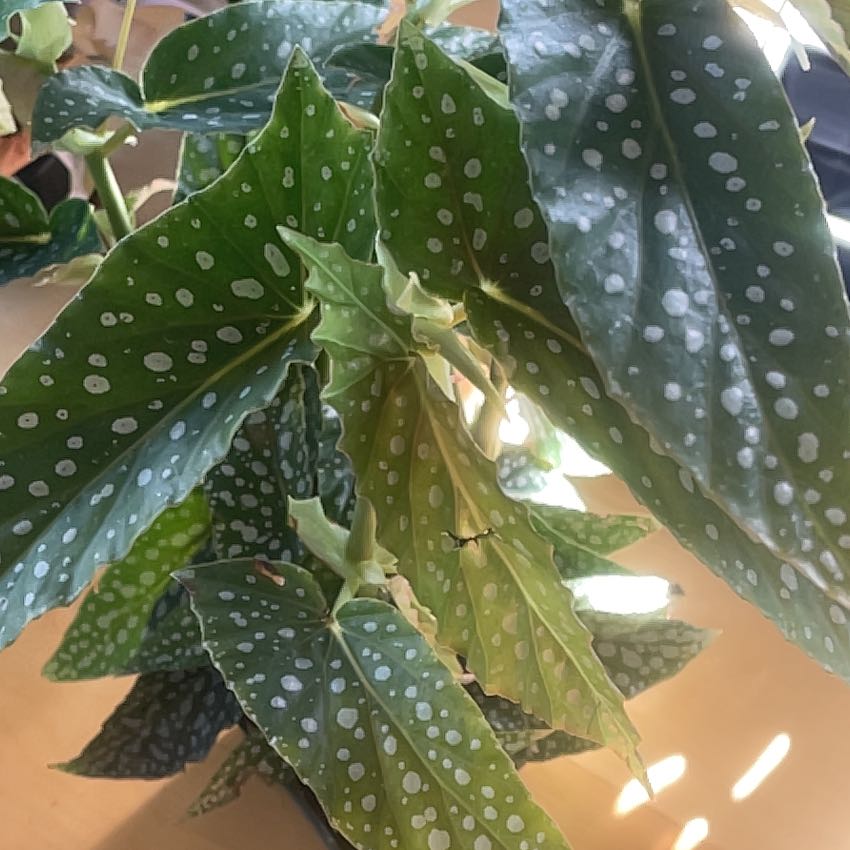 Plant care for Escargot Begonia on Greg, the plant care app