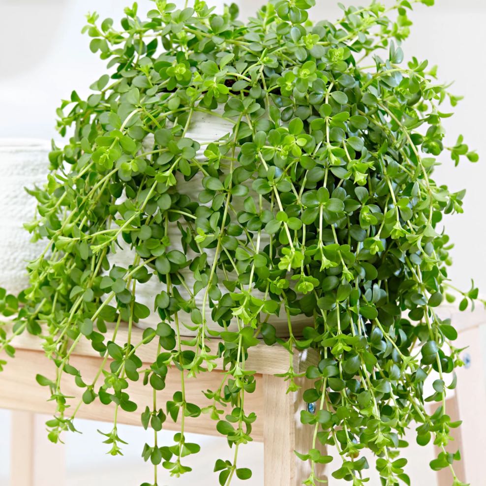 Photo of the plant species Isabella Peperomia by @AthleticPlanty named Tree Diddy on Greg, the plant care app