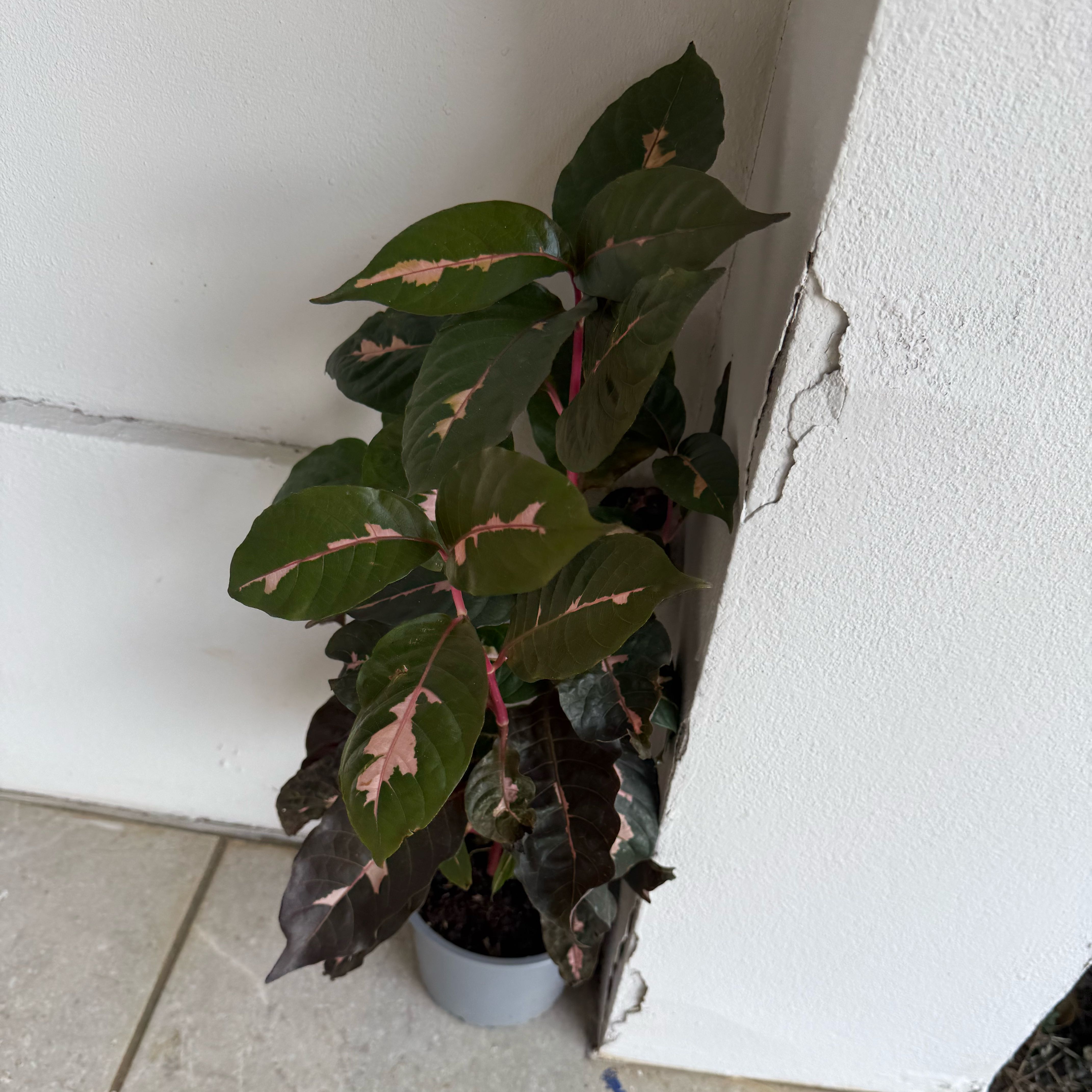 Photo of the plant species Caricature Plant by @CRVibin named Gaga on Greg, the plant care app