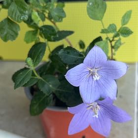 Photo of the plant species Balloon-Flower by @CRVibin named Spike Leaves on Greg, the plant care app