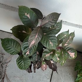 Photo of the plant species Caricature Plant by @CRVibin named Fernie Saunders on Greg, the plant care app