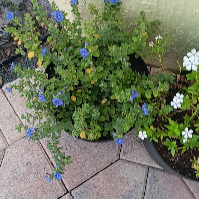 Photo of the plant species Hairy Evolvulus by @BusySuriana named Flora on Greg, the plant care app