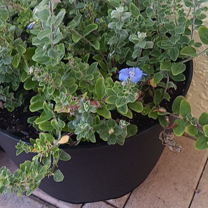 Photo of the plant species Hairy Evolvulus by @BusySuriana named Fauna on Greg, the plant care app