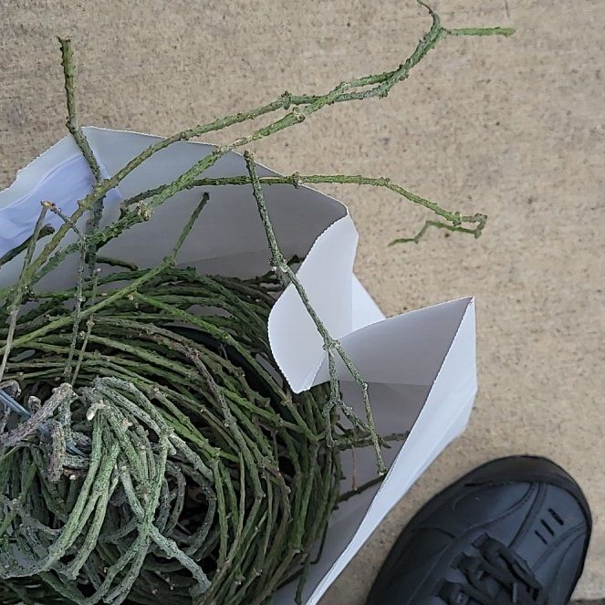 Photo of the plant species Bundle of Sticks by @SkilledRhubarb named Austen on Greg, the plant care app