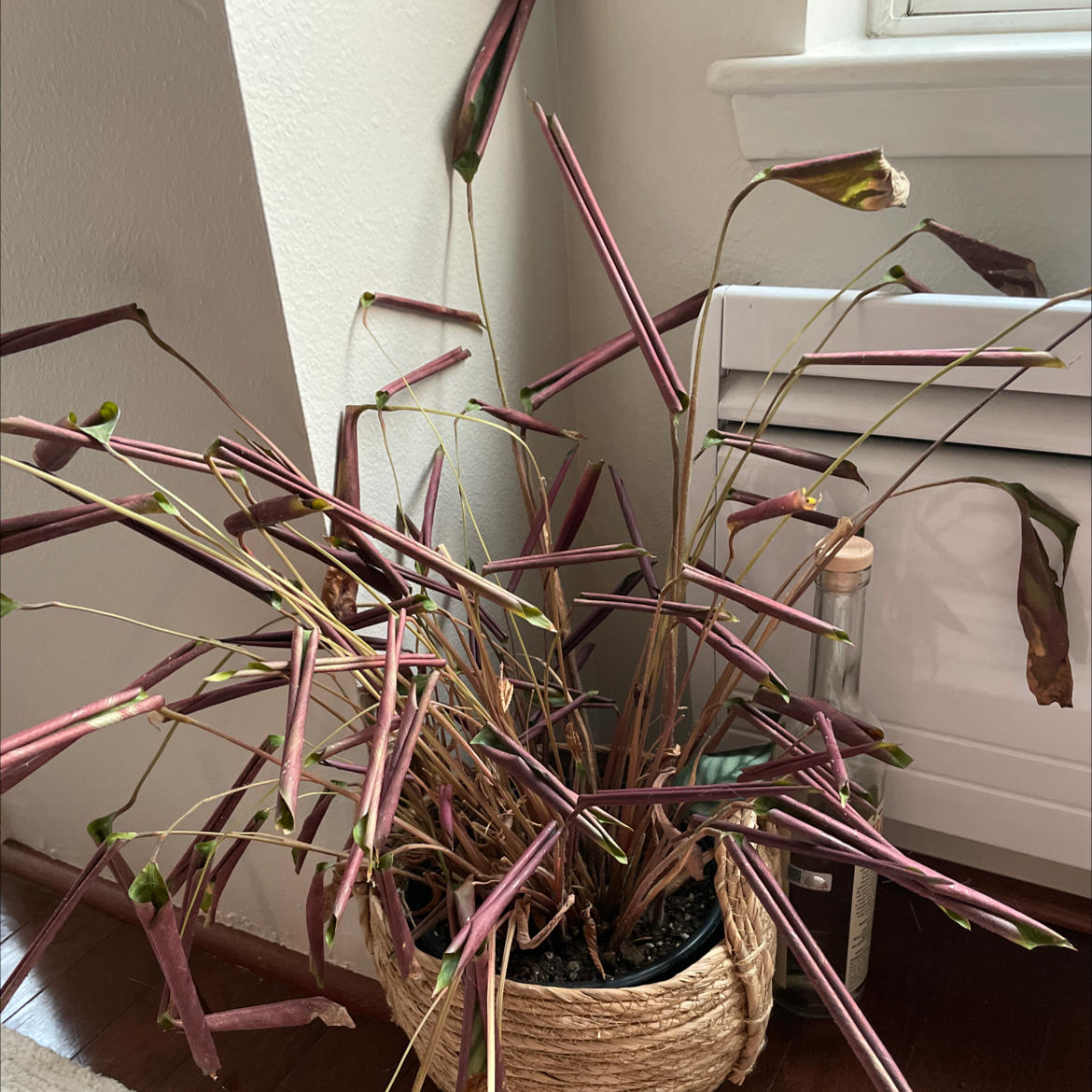 Prayer Plant with elongated, narrow leaves that are mostly brown and wilted.