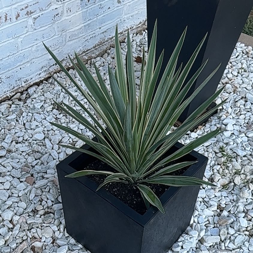 Spanish Dagger plant in a black pot on white pebbles, appears healthy.