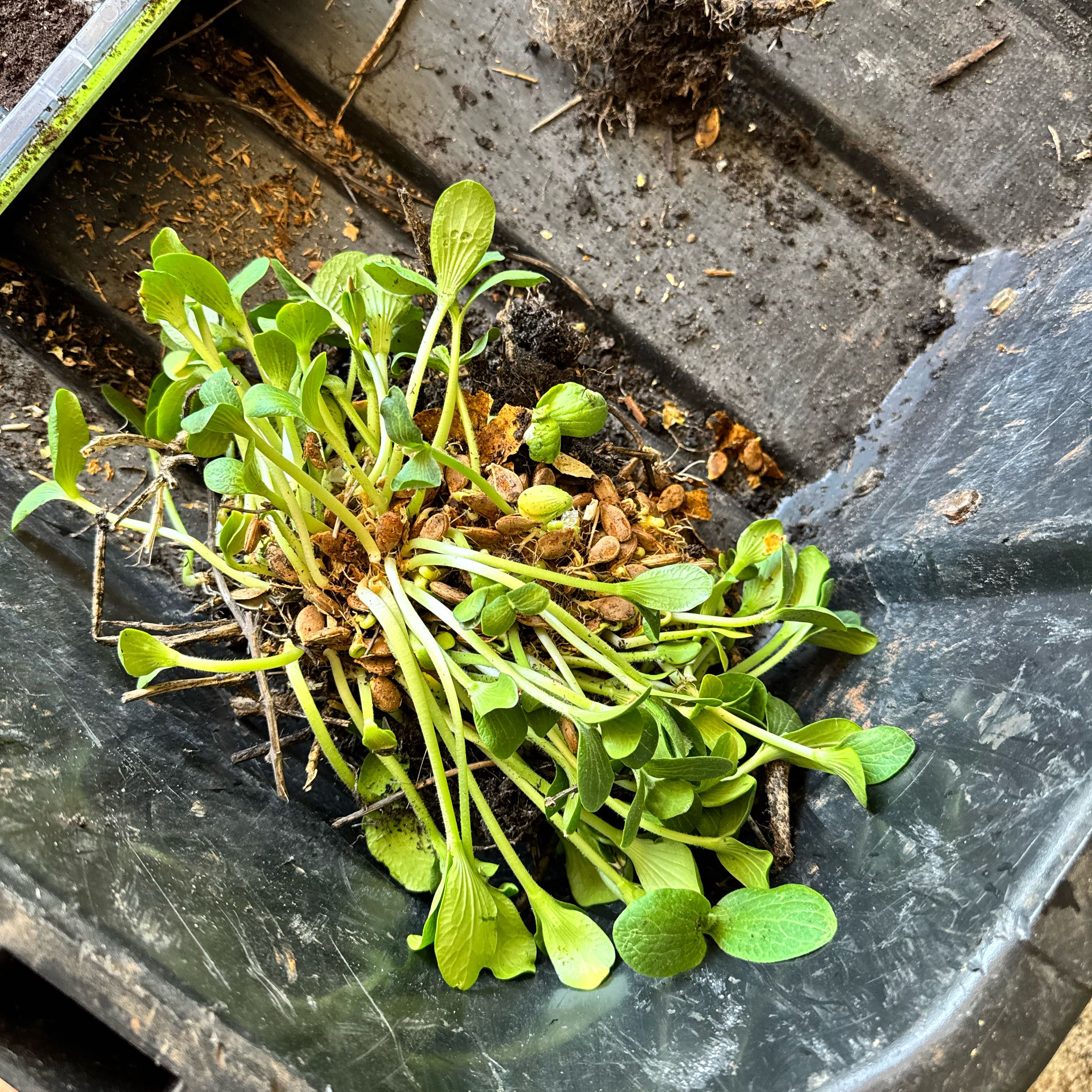 Photo of the plant species Pumpkin by @AbleXyanoxantha named Elle on Greg, the plant care app