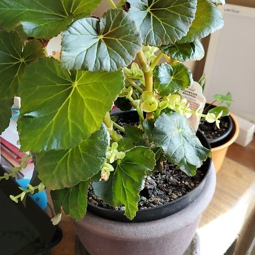 Photo of the plant species Hiemalis Begonia by @FlyingDill named Lilo on Greg, the plant care app