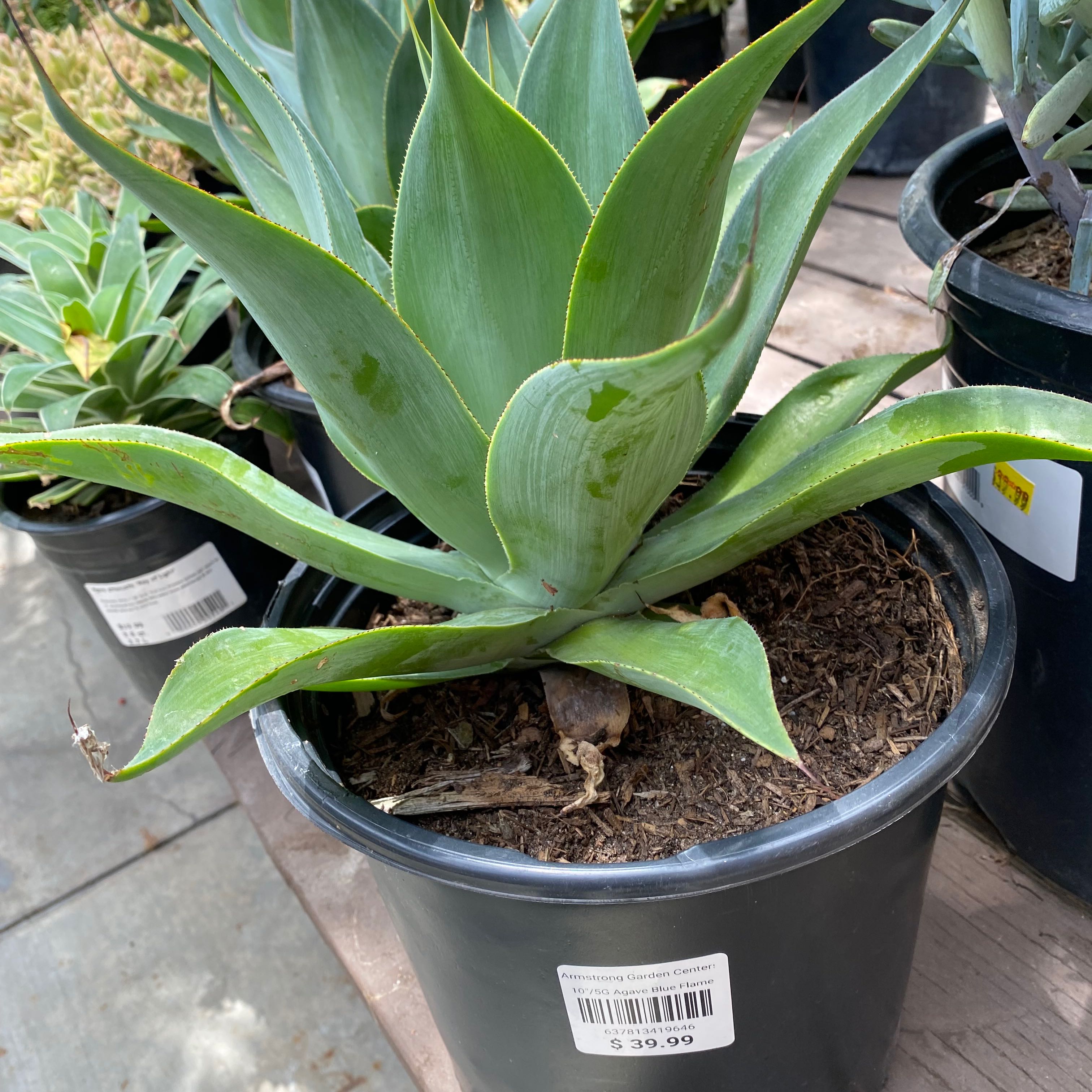 Photo of the plant species Agave 'Blue Flame' by @DeftEuphorbia named Taylor Swift on Greg, the plant care app