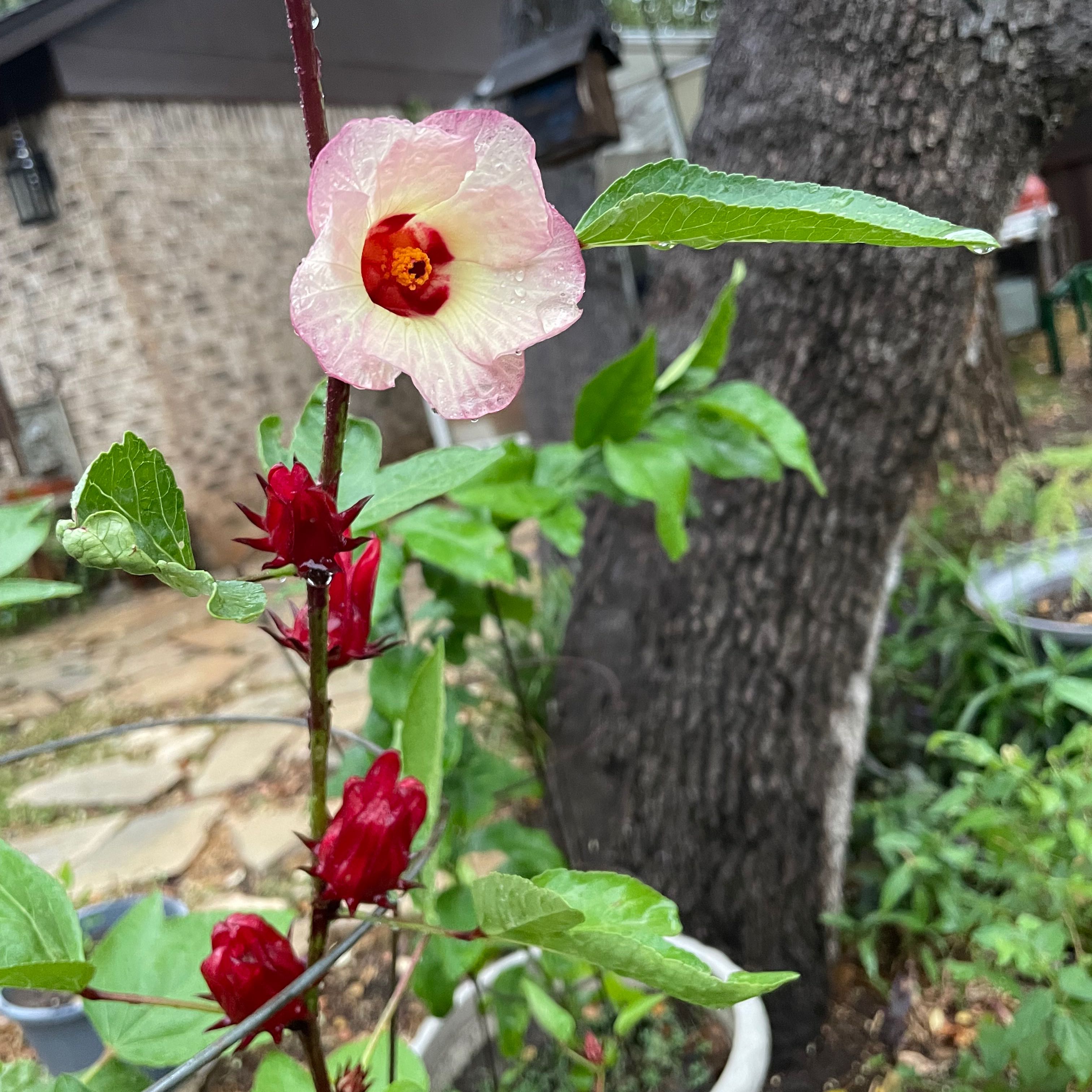 Roselle plant with a prominent flower and several buds, appearing healthy.