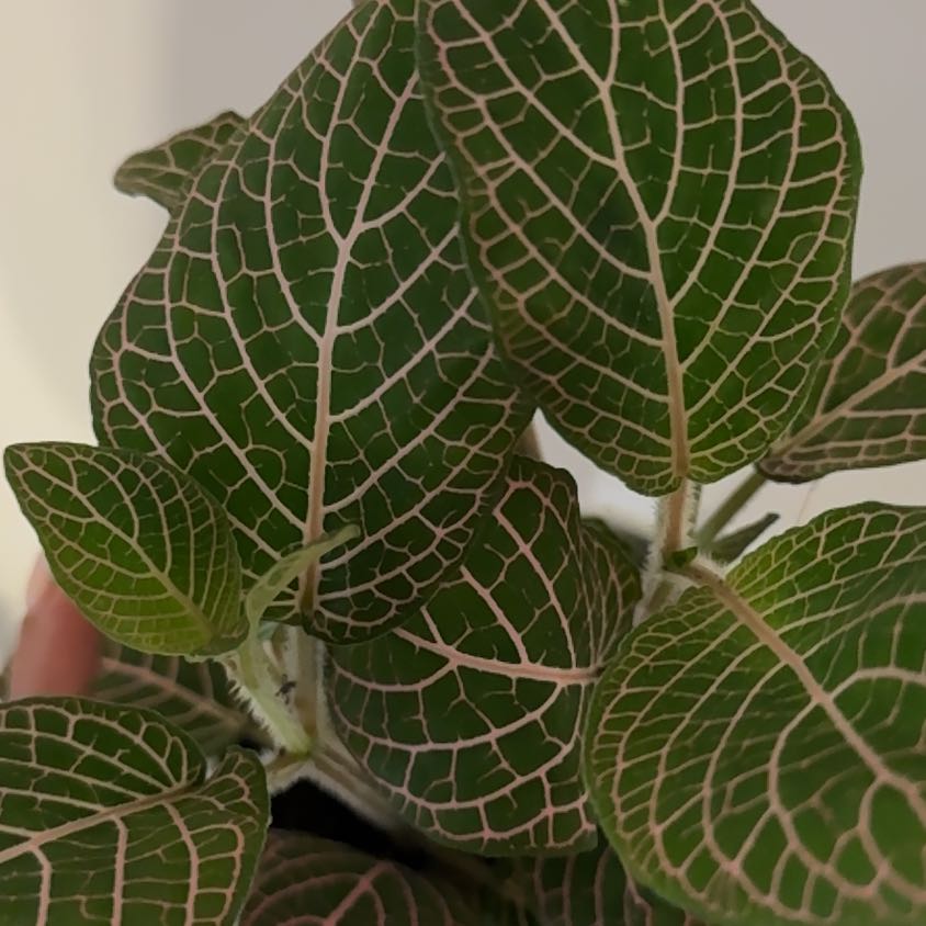 Photo of the plant species Red Vein Fittonia by @HeroineCowpea named Jordan on Greg, the plant care app