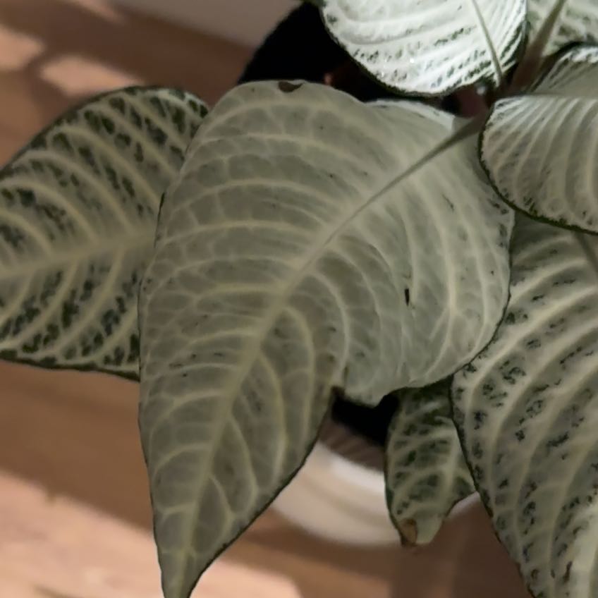 Photo of the plant species Aphelandra 'Snow White' by @PureDyebush named Snow on Greg, the plant care app