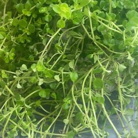 Photo of the plant species Common Water-Starwort by @ArtistePersia named Gates on Greg, the plant care app
