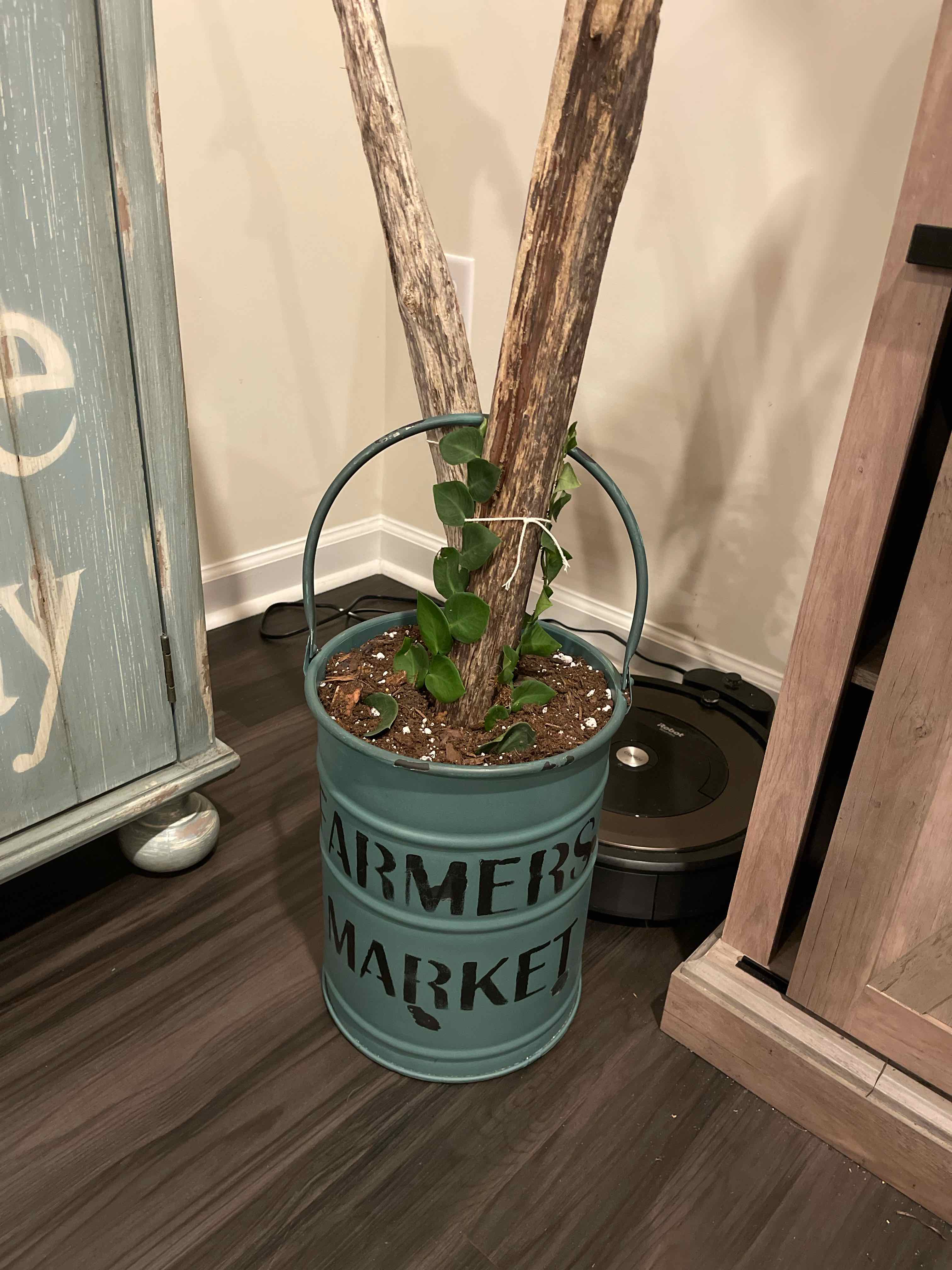 Potted Rhaphidophora hayi plant growing up a wooden support, with visible soil.