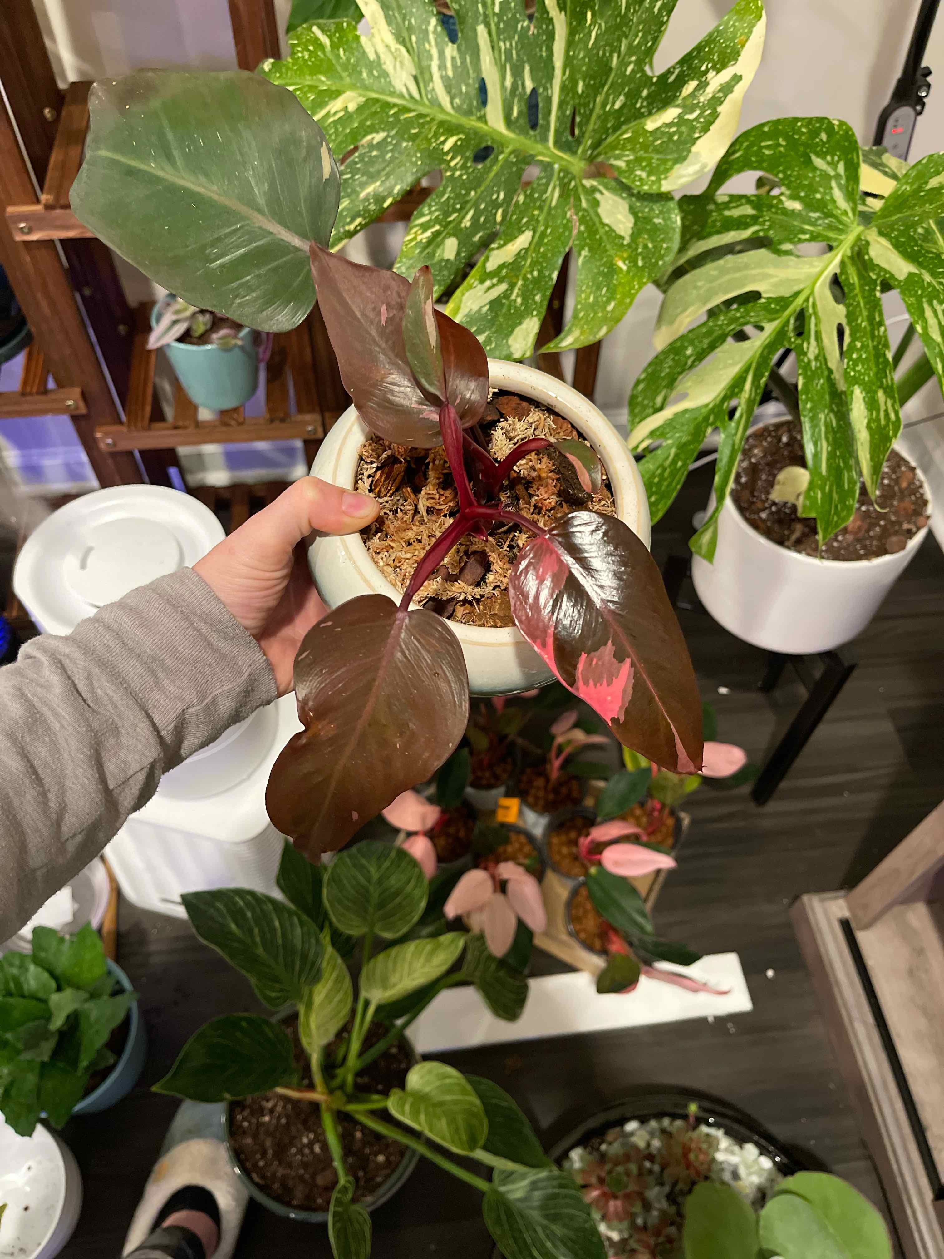 Pink Princess Philodendron with dark green and pink variegated leaves, held by a hand, with other plants in the background.