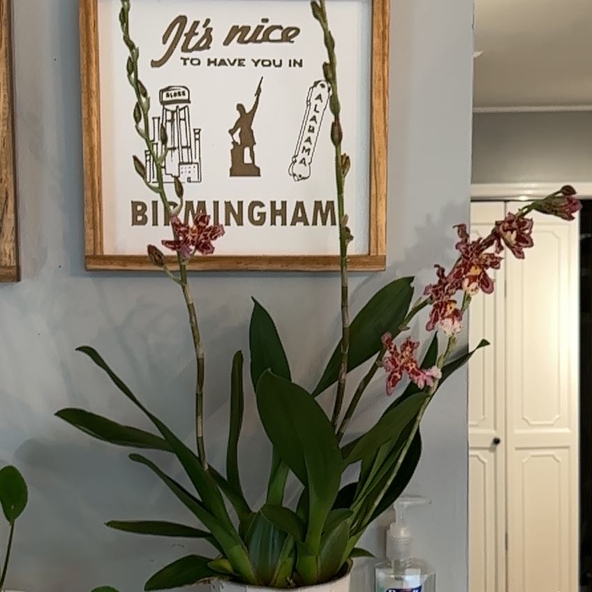 Photo of the plant species Oncidium Eye Candy 'Pinkie' by @ComicRoseheath named Loretta on Greg, the plant care app