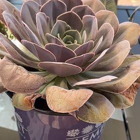Photo of the plant species Cream Puff by @CordialCaladium named Aristotle on Greg, the plant care app