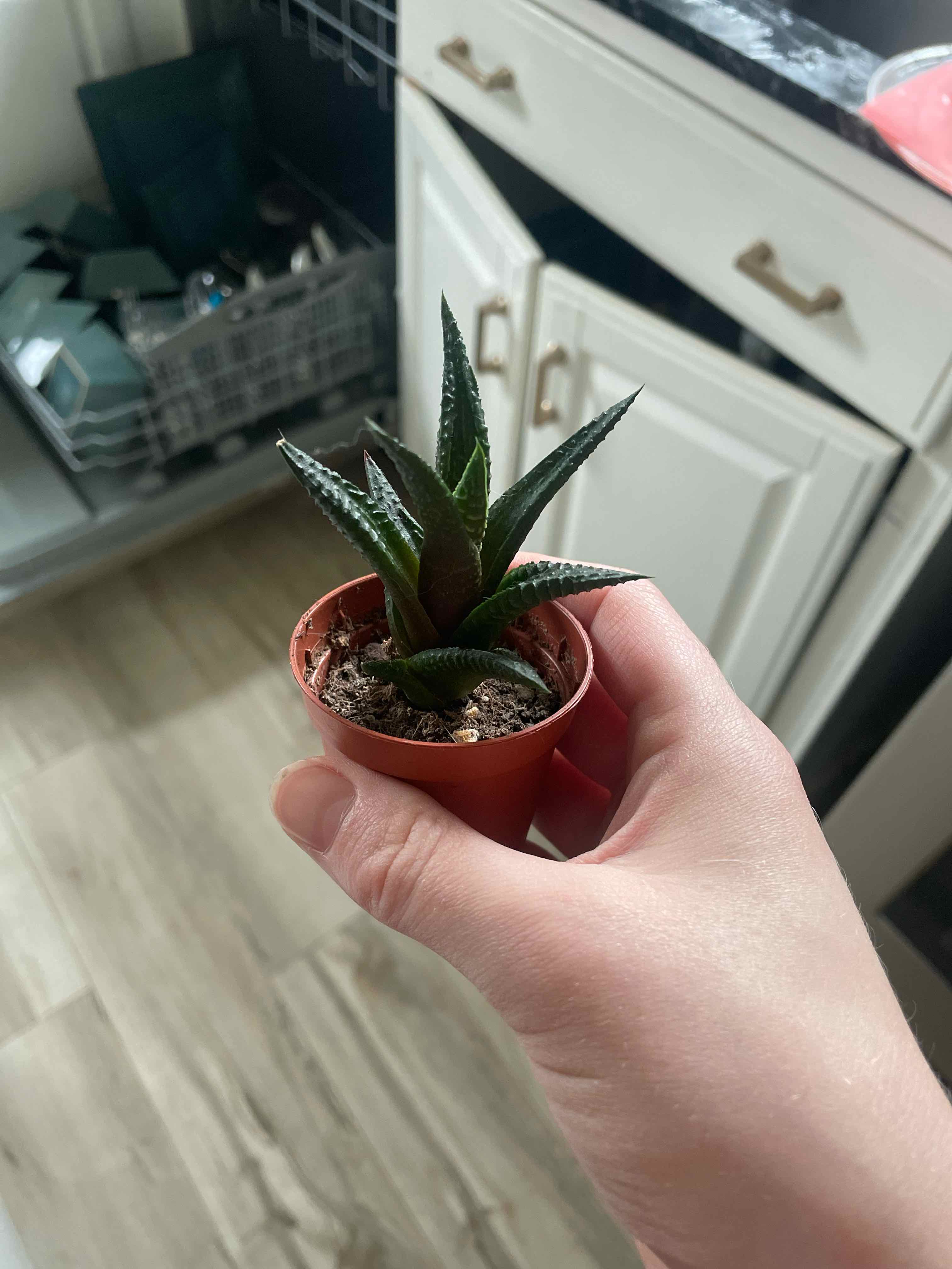 Hand holding a small potted Haworthia limifolia succulent plant indoors, plant has ridged green leaves with slight browning tips.