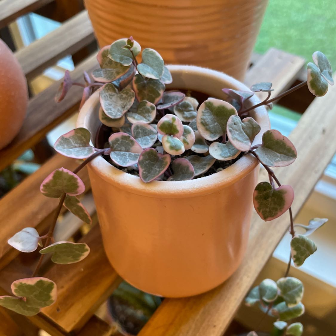 Variegated string of hearts plant in a small pot, healthy with variegated leaves.