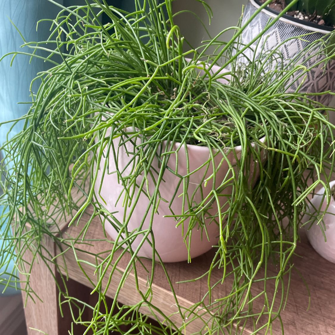 Photo of the plant species Rhipsalis baccifera by Emily named Regina on Greg, the plant care app