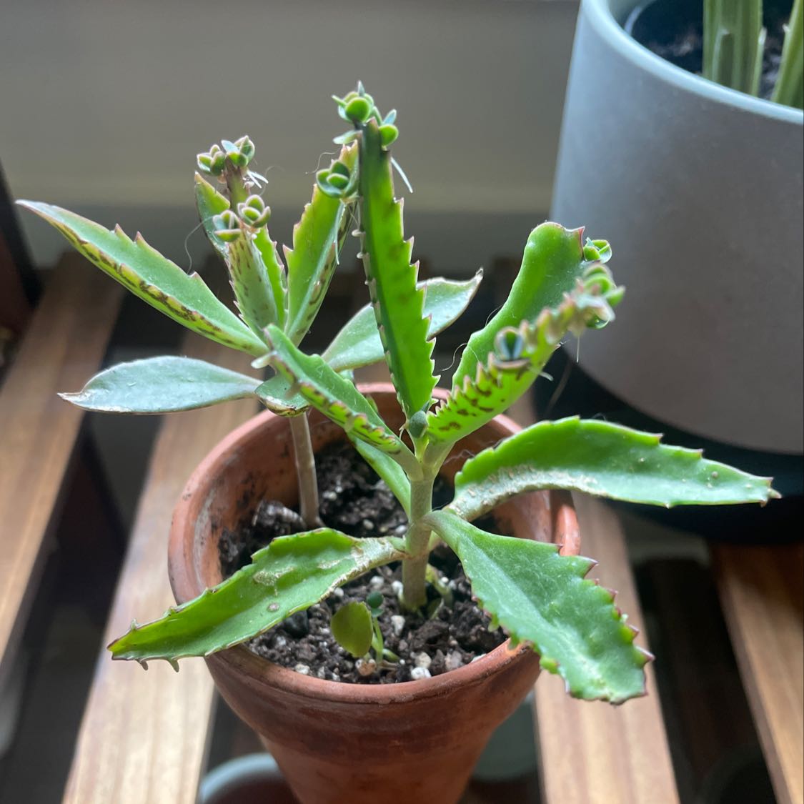 Healthy Mother of Thousands succulent plant in terracotta pot with many tiny plantlets growing along leaf margins.
