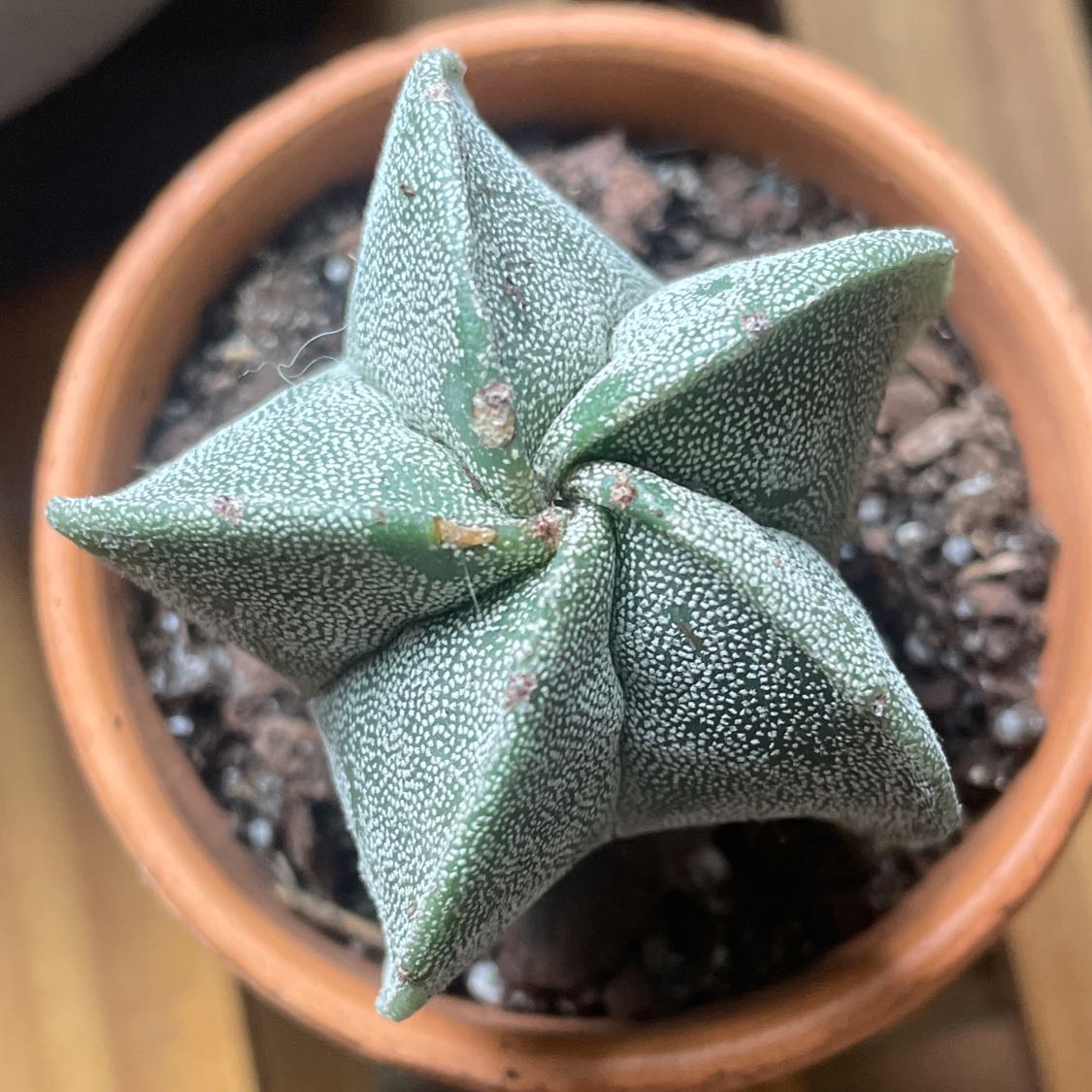 Photo of the plant species Bishop's Cap Cactus by Emily named Buff Buff on Greg, the plant care app