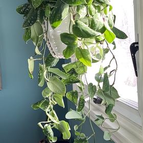 Photo of the plant species Scindapsus 'Silvery Ann' by Emily named Ann on Greg, the plant care app