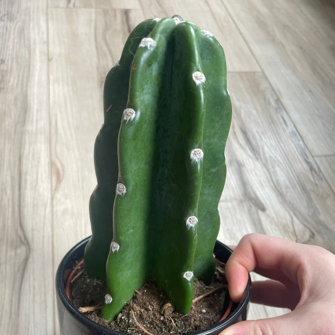 Blue Myrtle Cactus in a pot with a hand holding it, soil visible.