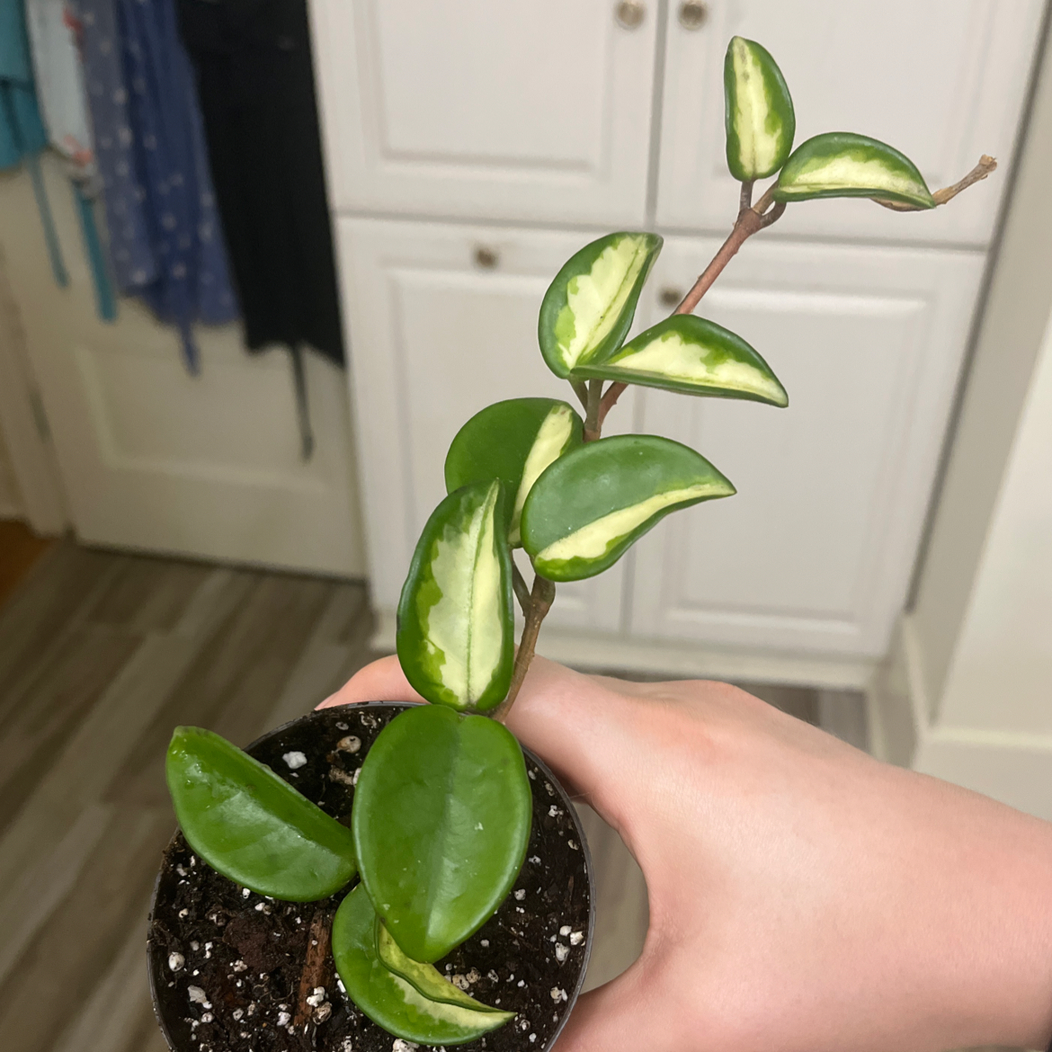 Krimson Princess Hoya plant with variegated leaves held by a hand. Soil is visible.
