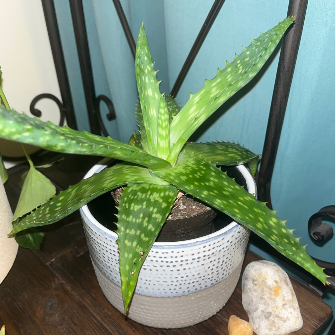 Broad-Leaved Aloe plant in a pot with vibrant green leaves.