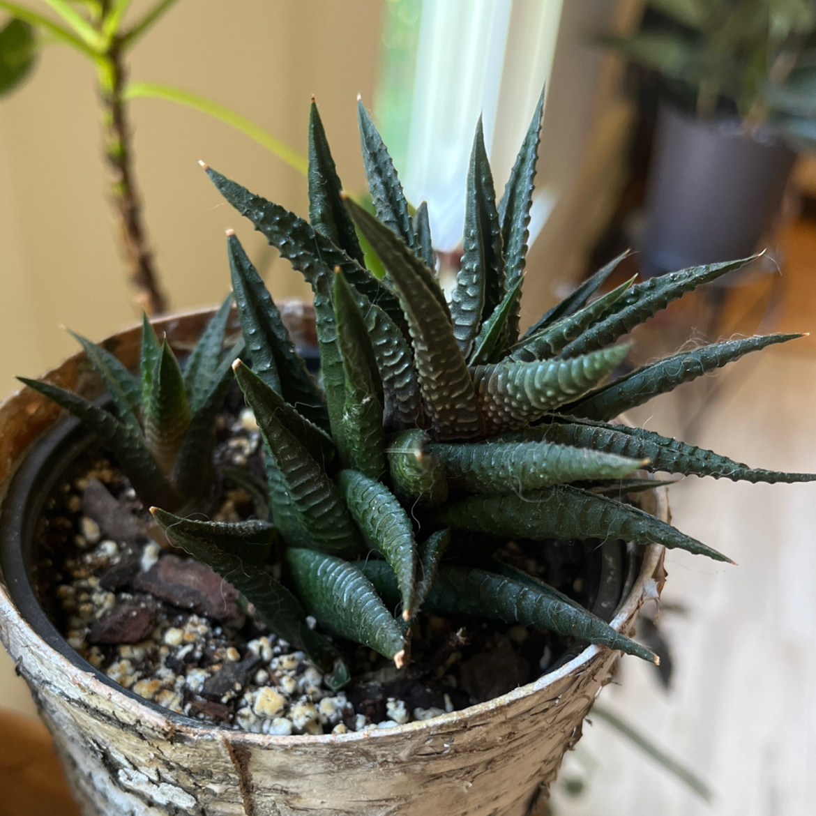 Close-up of a healthy Haworthia limifolia 'Fairy Washboard' succulent plant in a pot, with thick textured green leaves.
