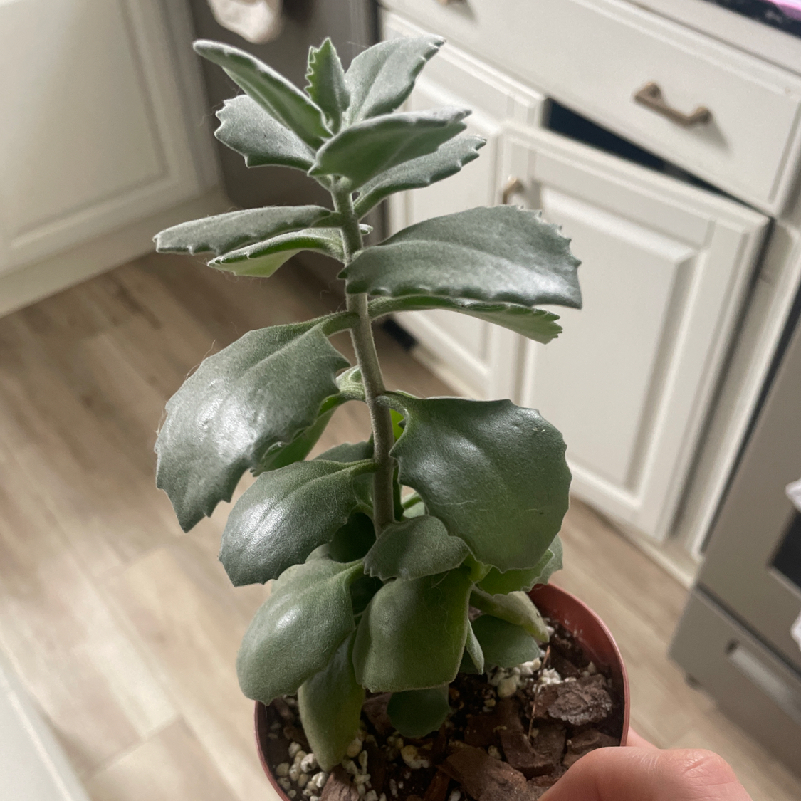 Felt Bush plant in a small pot, held by a hand, in a kitchen setting.