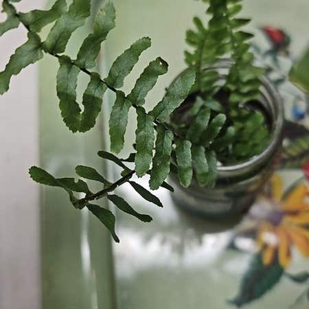 Photo of the plant species Ebony Spleenwort by @DiscerningLime named Gomez on Greg, the plant care app