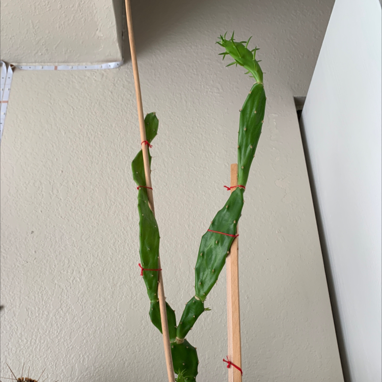 Brazilian Pricklypear plant supported by wooden stakes and tied with red ties.