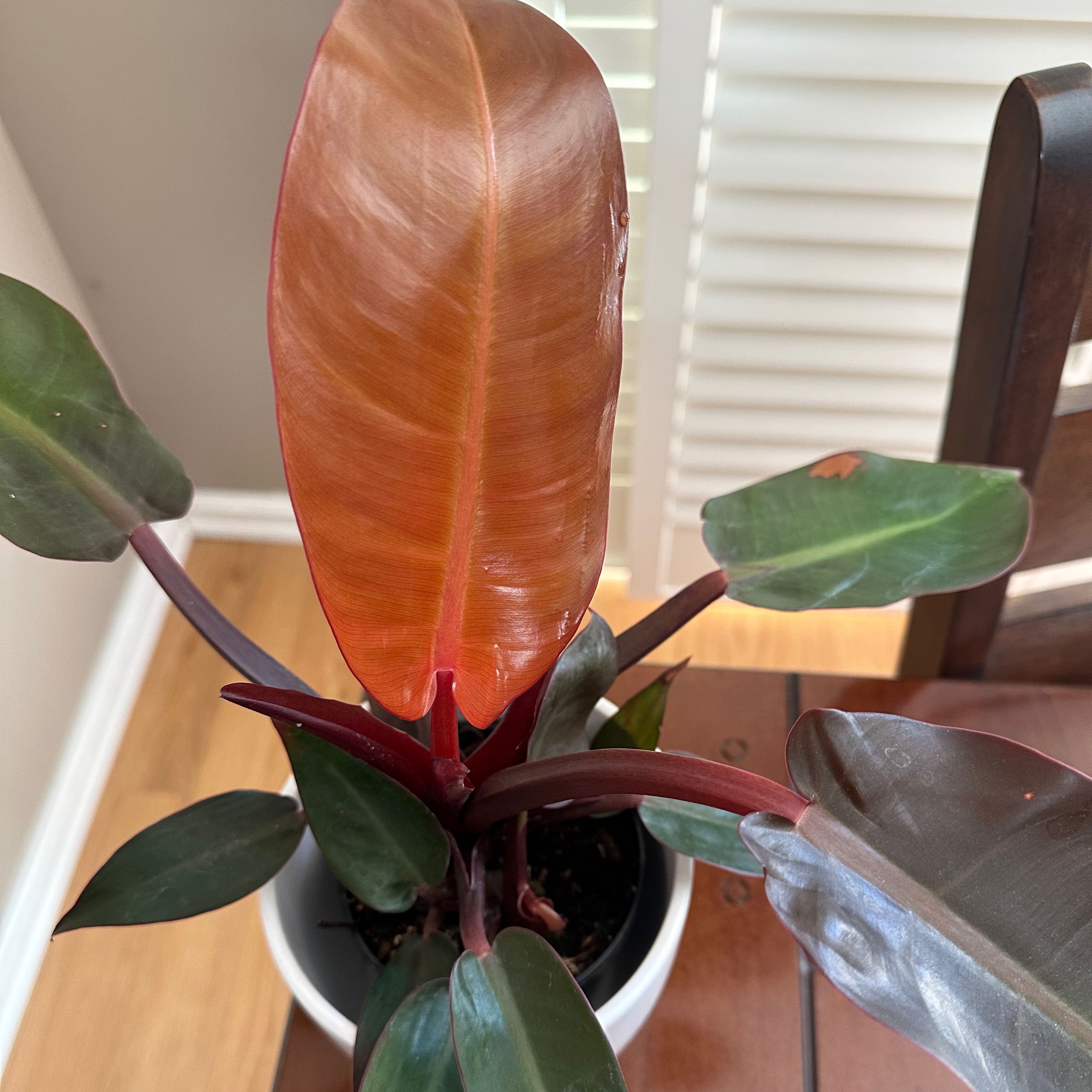 Philodendron Red Sun plant with vibrant red and green leaves in a pot.