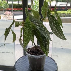 Photo of the plant species Polka dot begonia by @CoolQuenepa named 繁星 on Greg, the plant care app
