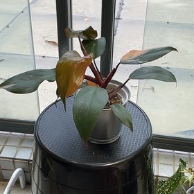 Photo of the plant species Philodendron Pink Congo by @CoolQuenepa named 粉公主蔓绿绒 on Greg, the plant care app