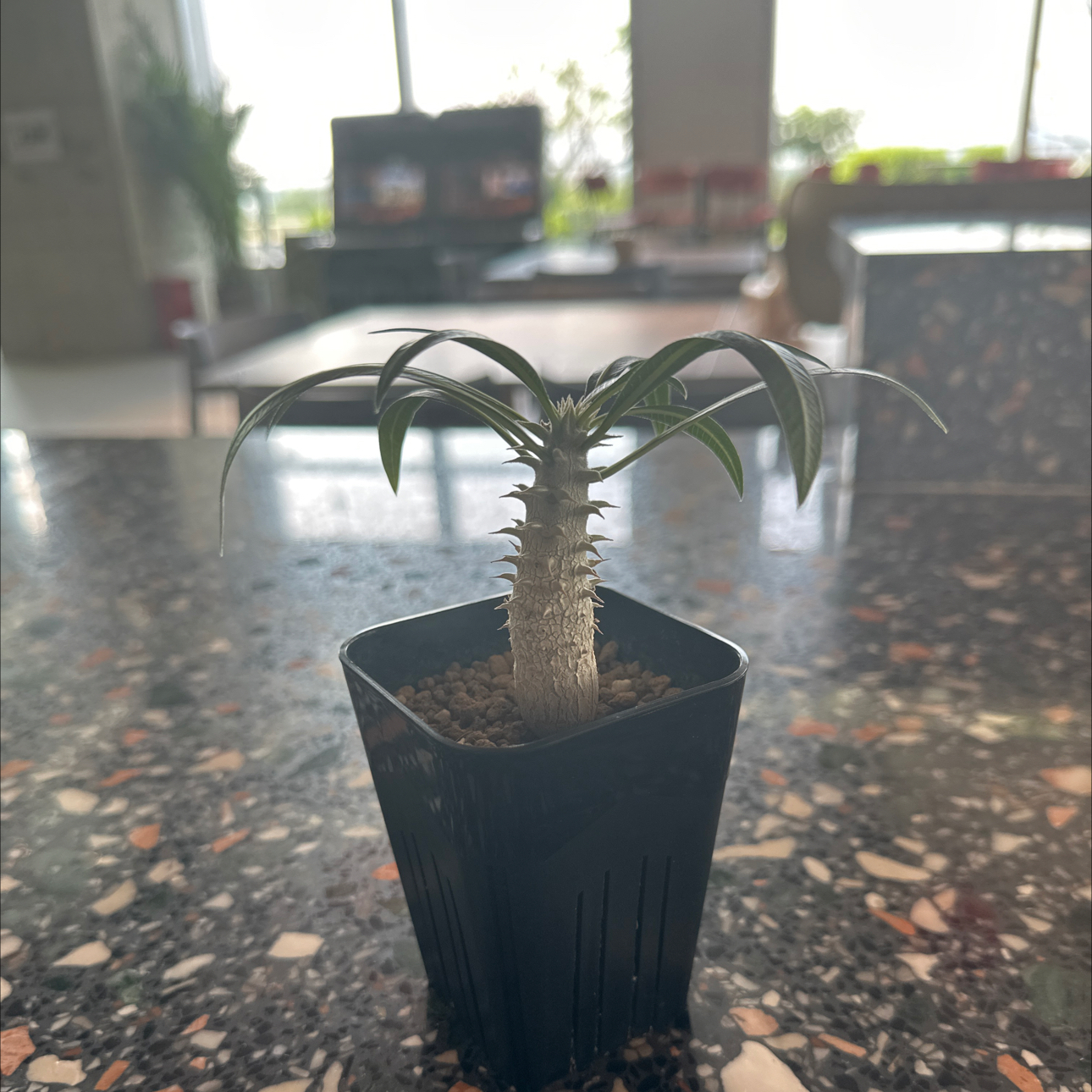 Photo of the plant species Pachypodium Gracilius by @DiverseFuscia named 棒棒 on Greg, the plant care app