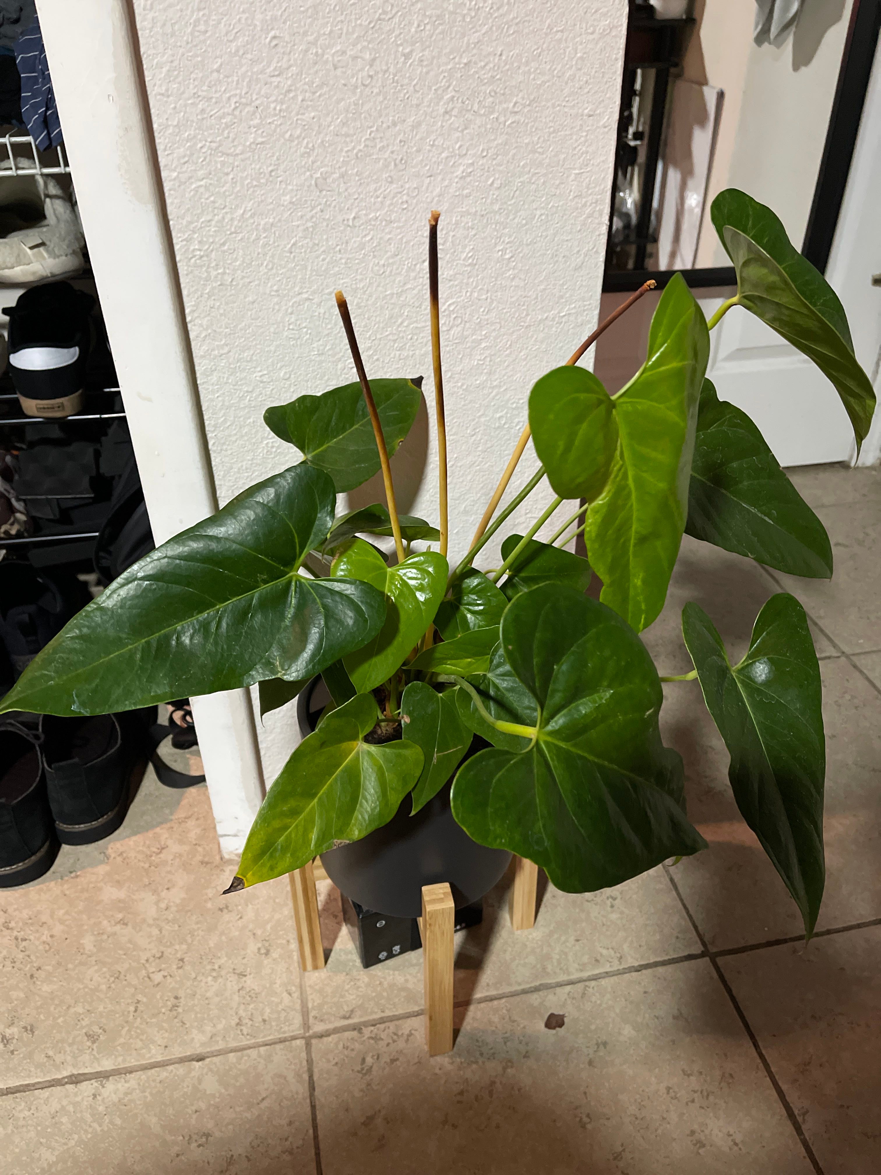 The Complete Painter's Palette Plant Care Guide Water, Light & Beyond