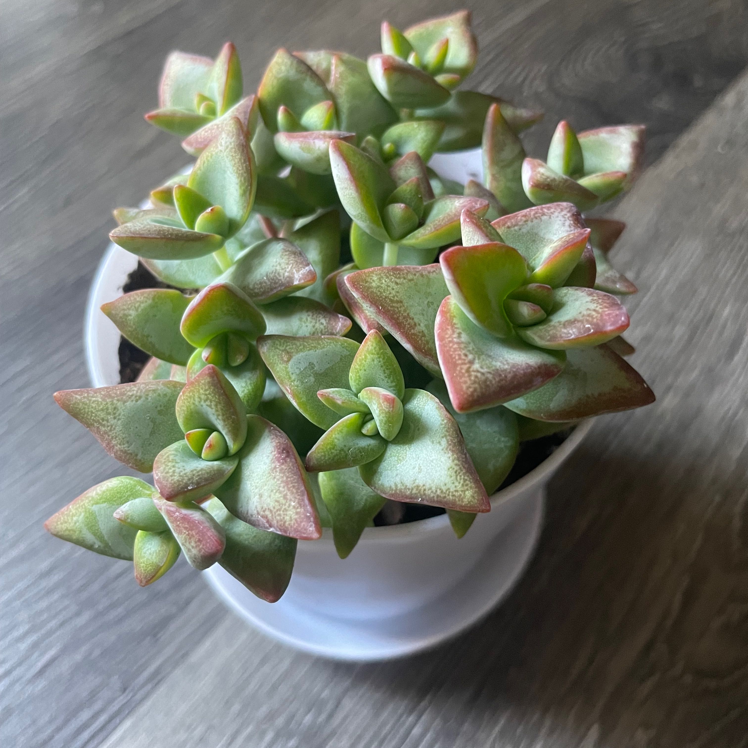 Healthy Tom Thumb succulent in a white pot with reddish-tinted leaves.